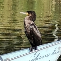 Phalacrocorax carbo (Great Cormorant) at Adelaide, SA - 14 Feb 2024 by Mike