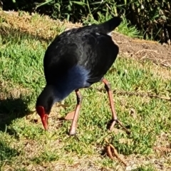 Porphyrio melanotus (Australasian Swamphen) at Adelaide, SA - 14 Feb 2024 by Mike