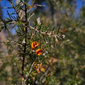 Dillwynia sieberi at QPRC LGA - 14 Feb 2024