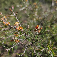 Dillwynia sieberi at QPRC LGA - 14 Feb 2024 03:36 PM