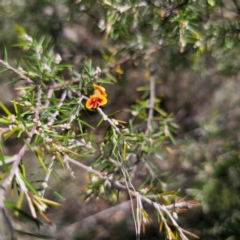 Dillwynia sieberi at QPRC LGA - 14 Feb 2024 03:36 PM