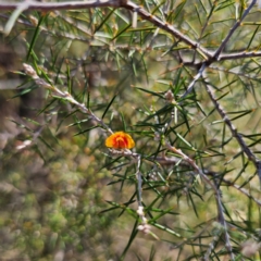 Dillwynia sieberi at QPRC LGA - 14 Feb 2024