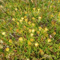 Actinotus suffocatus (Crimson Flannel-flower) at Florentine, TAS - 6 Feb 2024 by Detritivore