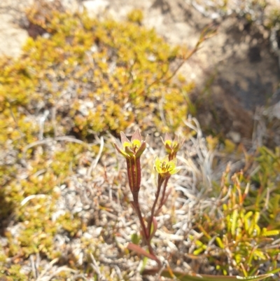 Campynema lineare at Mount Field National Park - 6 Feb 2024 by Detritivore