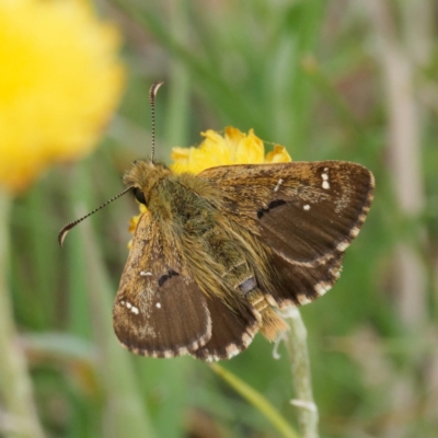 Atkinsia dominula (Two-brand grass-skipper) at Tharwa, ACT - 7 Feb 2024 by DPRees125