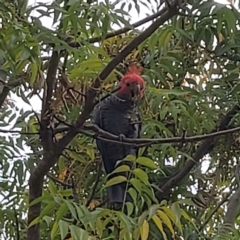 Callocephalon fimbriatum (Gang-gang Cockatoo) at Bruce Ridge to Gossan Hill - 14 Feb 2024 by wow511