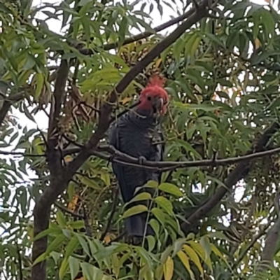 Callocephalon fimbriatum (Gang-gang Cockatoo) at Bruce Ridge to Gossan Hill - 14 Feb 2024 by wow511