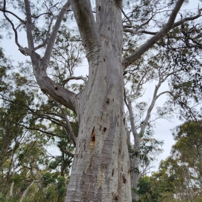 Eucalyptus rossii (Inland Scribbly Gum) at Gungaderra Grasslands - 15 Feb 2024 by Steve818