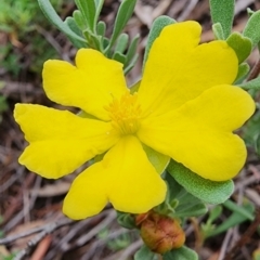 Hibbertia obtusifolia (Grey Guinea-flower) at Gungaderra Grasslands - 15 Feb 2024 by Steve818