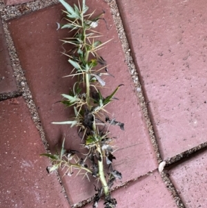 Xanthium spinosum at Bruce Ridge to Gossan Hill - 15 Feb 2024 10:16 AM