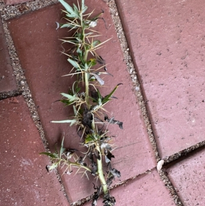 Xanthium spinosum (Bathurst Burr) at Gossan Hill - 14 Feb 2024 by KMcCue