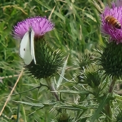 Pieris rapae (Cabbage White) at Tharwa, ACT - 15 Feb 2024 by sascha