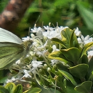 Pieris rapae at Tharwa, ACT - 15 Feb 2024