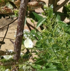 Pieris rapae at Tharwa, ACT - 15 Feb 2024