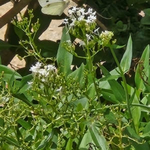 Pieris rapae at Tharwa, ACT - 15 Feb 2024