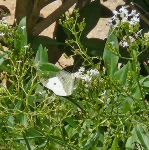 Pieris rapae at Tharwa, ACT - 15 Feb 2024