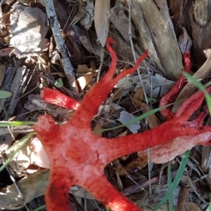 Clathrus archeri at Jarramlee Pond - suppressed