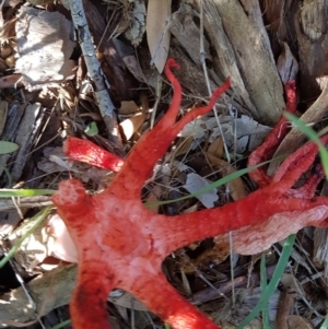 Clathrus archeri at Jarramlee Pond - 10 Feb 2024