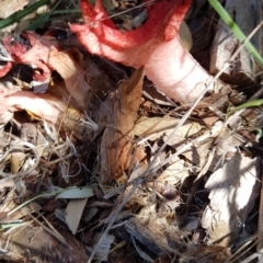 Clathrus archeri at Jarramlee Pond - 10 Feb 2024