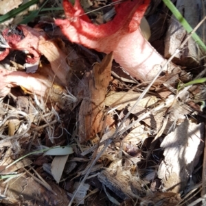 Clathrus archeri at Jarramlee Pond - 10 Feb 2024