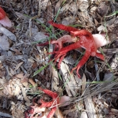 Clathrus archeri at Jarramlee Pond - 10 Feb 2024