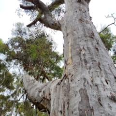 Eucalyptus mannifera subsp. mannifera (Brittle Gum) at Crace, ACT - 15 Feb 2024 by Steve818