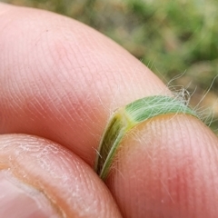 Eragrostis curvula at Gungaderra Grasslands - 15 Feb 2024