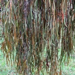 Amyema pendula subsp. pendula (Drooping Mistletoe) at Hall, ACT - 14 Feb 2024 by strigo