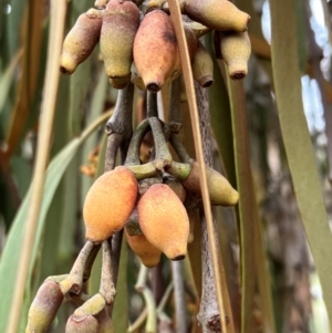 Amyema pendula subsp. pendula at Hall, ACT - 14 Feb 2024 11:25 AM