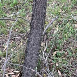 Allocasuarina verticillata at Hall, ACT - 14 Feb 2024 10:57 AM