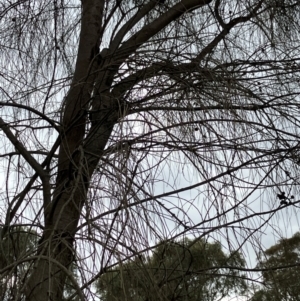 Allocasuarina verticillata at Hall, ACT - 14 Feb 2024 10:57 AM