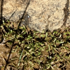 Glossostigma sp. (A Mud-mat) at Hall, ACT - 11 Feb 2024 by strigo