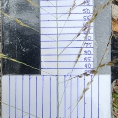 Eragrostis curvula (African Lovegrass) at Bruce Ridge to Gossan Hill - 15 Feb 2024 by Steve818