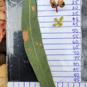 Eucalyptus mannifera subsp. mannifera at Bruce Ridge to Gossan Hill - 15 Feb 2024