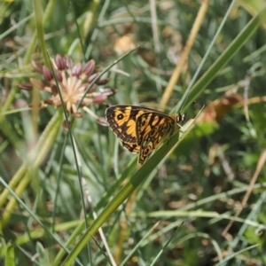 Oreixenica lathoniella at Namadgi National Park - 13 Feb 2024