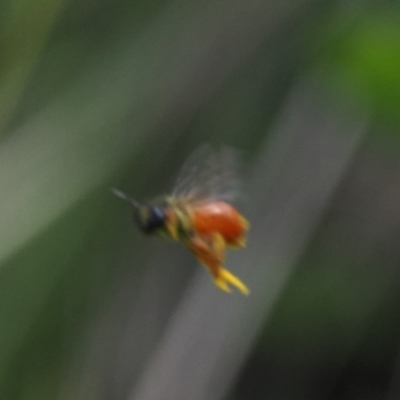 Exoneura sp. (genus) (A reed bee) at Cotter River, ACT - 13 Feb 2024 by RAllen