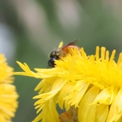 Exoneura sp. (genus) at Namadgi National Park - 13 Feb 2024