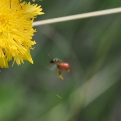 Exoneura sp. (genus) at Namadgi National Park - 13 Feb 2024