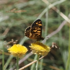 Oreixenica lathoniella (Silver Xenica) at Cotter River, ACT - 13 Feb 2024 by RAllen