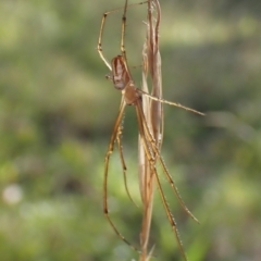 Leucauge dromedaria (Silver dromedary spider) at Mount Painter - 13 Feb 2024 by CathB