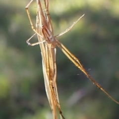 Leucauge dromedaria at Mount Painter - 13 Feb 2024 08:41 AM