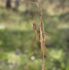 Leucauge dromedaria at Mount Painter - 13 Feb 2024