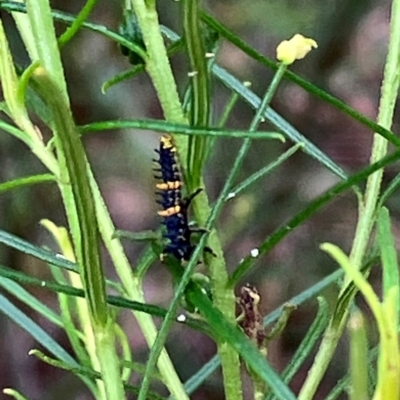 Harmonia conformis (Common Spotted Ladybird) at Farrer Ridge - 15 Feb 2024 by melchapman