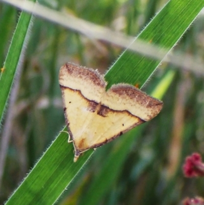 Anachloris subochraria (Golden Grass Carpet (Ennominae)) at Mount Painter - 13 Feb 2024 by CathB