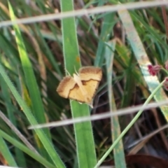 Anachloris subochraria at Mount Painter - 13 Feb 2024 08:36 AM