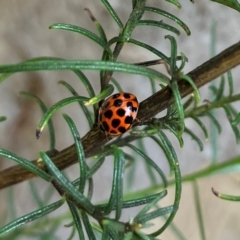 Harmonia conformis (Common Spotted Ladybird) at Farrer, ACT - 15 Feb 2024 by melchapman