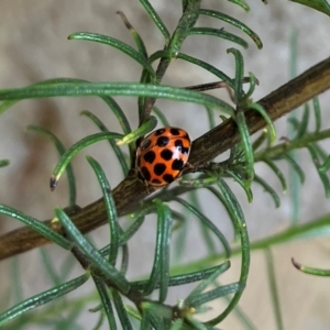 Harmonia conformis at Farrer Ridge NR  (FAR) - 15 Feb 2024