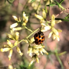 Harmonia conformis at Farrer Ridge NR  (FAR) - 15 Feb 2024