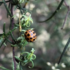 Harmonia conformis at Farrer Ridge NR  (FAR) - 15 Feb 2024