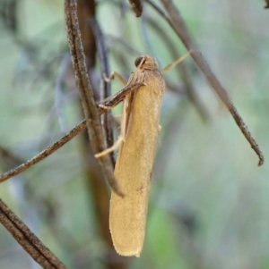 Scoliacma nana at Mount Painter - 13 Feb 2024